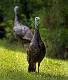 Kirms Photography Wild Turkey-3